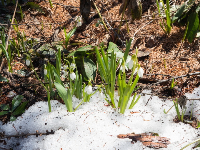 春を告げる花・スノードロップが雪の中から開花しました。_f0276498_16013941.jpg