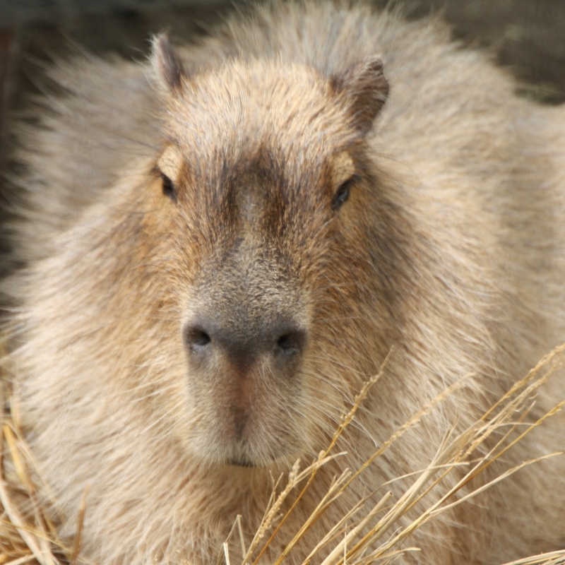 １日 ２枚 癒し系の動物写真 その８ 旅プラスの日記