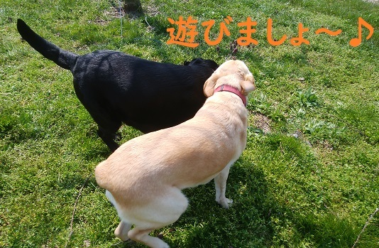 登校日がなくなりずっと休校になりました。_c0182012_13374758.jpg