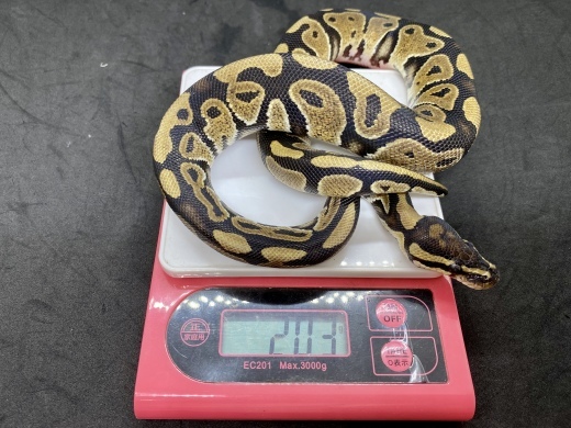 国内cb ボールパイソン ノーマル アクアマイティー最新入荷情報blog 国内cb ボールパイソン ノーマル アクアマイティー最新入荷情報blog
