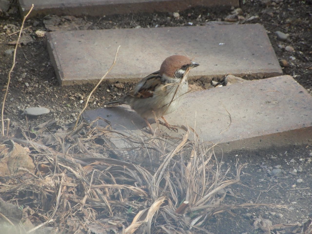 午後はモエレ沼公園_c0025115_21403682.jpg