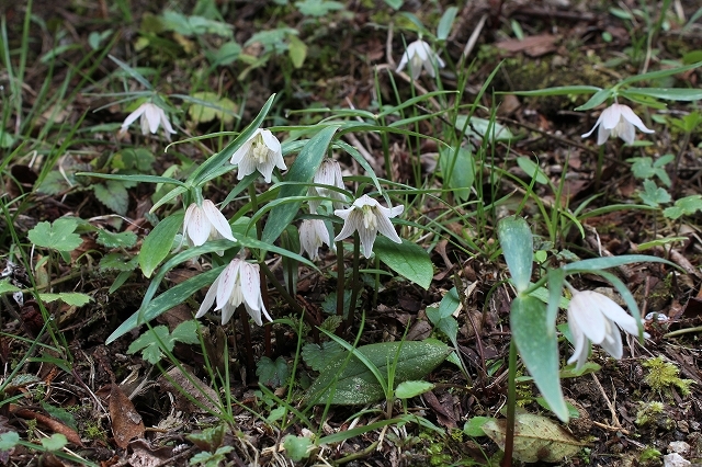 島根県、広島県に「コバイモ自生地」を訪ねる : 野山の花たち