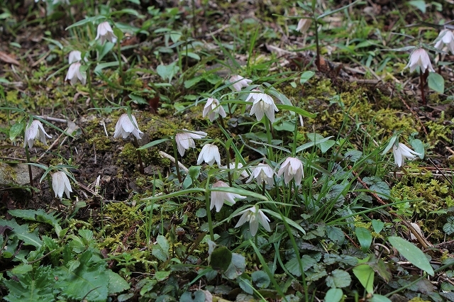 青軸白花出雲コバイモ - 「中越植物園オンラインショップ」