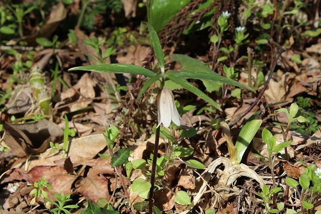 島根県、広島県に「コバイモ自生地」を訪ねる : 野山の花たち 島根県、広島県に「コバイモ自生地」を訪ねる : 野山の花たち