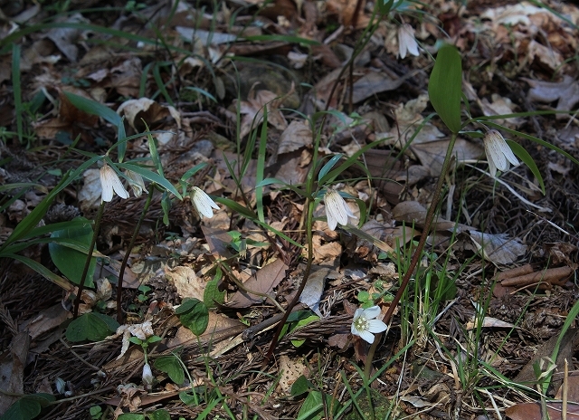 島根県、広島県に「コバイモ自生地」を訪ねる : 野山の花たち 島根県、広島県に「コバイモ自生地」を訪ねる : 野山の花たち