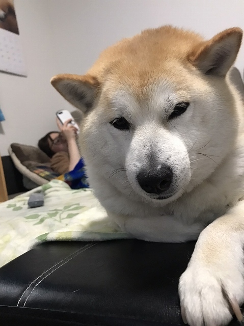 私は犬になりたい 3_e0374932_05480059.jpg