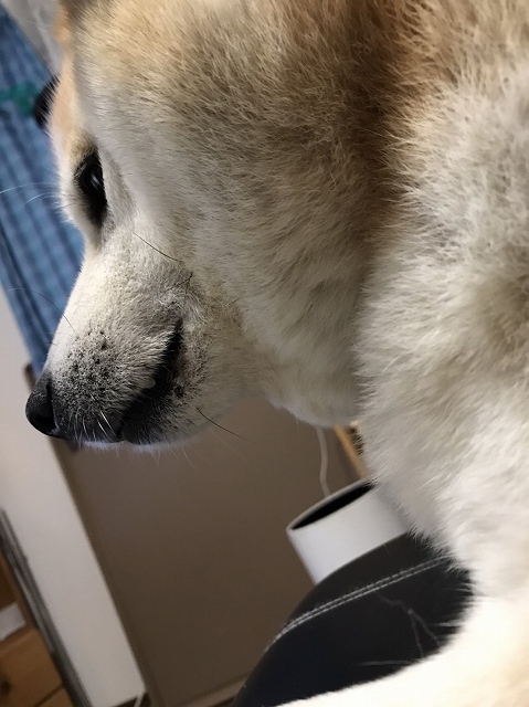 私は犬になりたい　３_e0374932_05480498.jpg