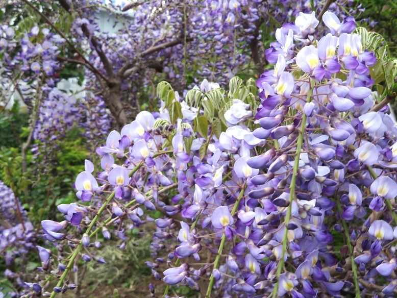 庭の藤の花_b0089338_21271999.jpg