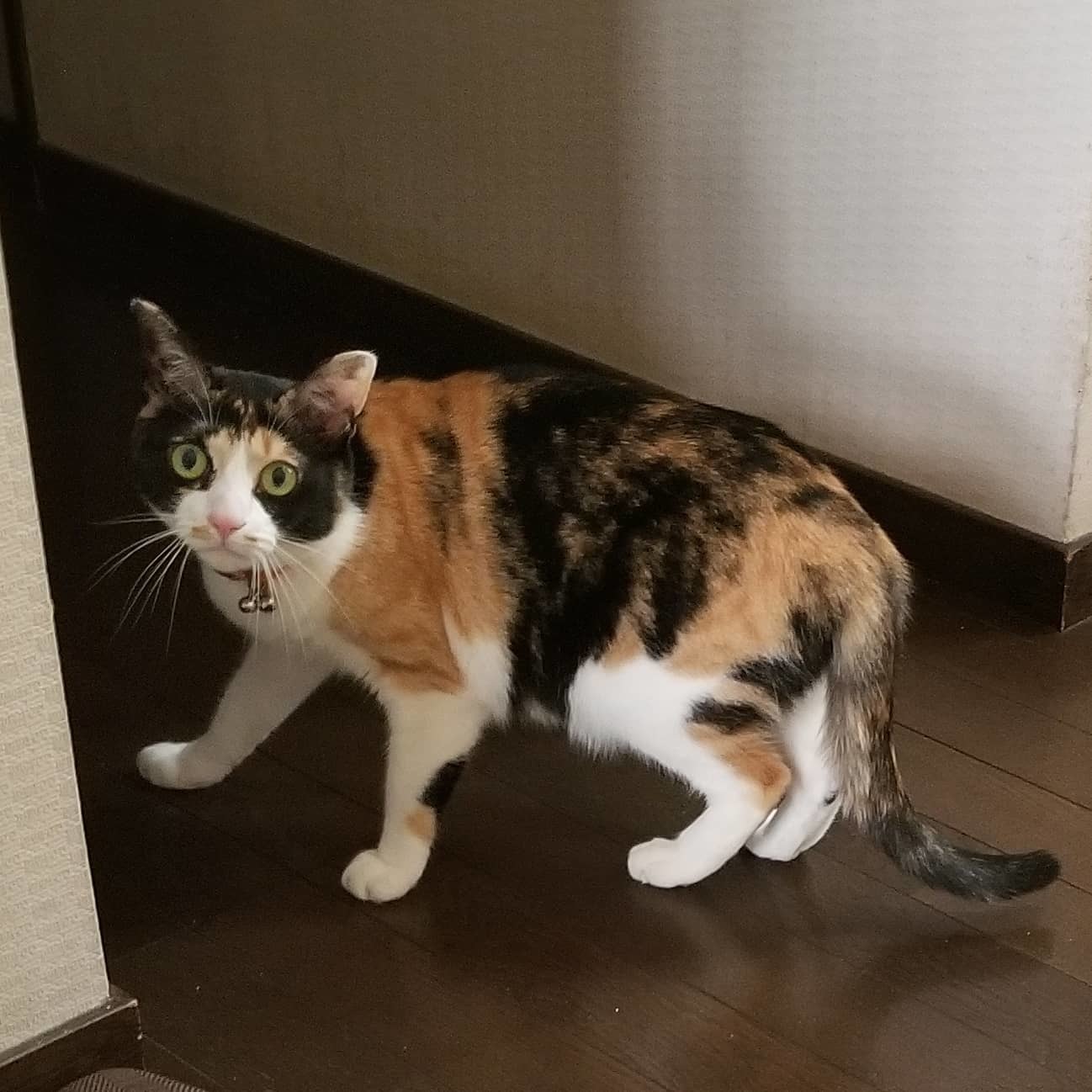 ミシン三昧とメイちゃんバトル_f0034444_01180615.jpg