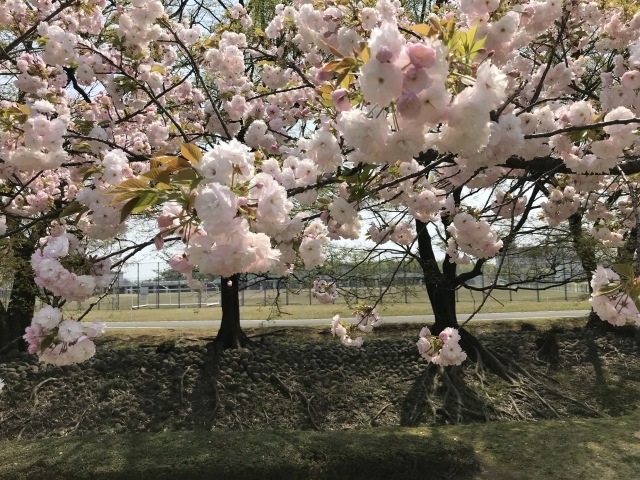 八重桜_d0101846_07255432.jpeg