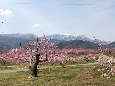 新府の桃畑_f0019247_12124997.jpg