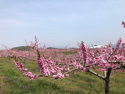 新府の桃畑_f0019247_121404.jpg