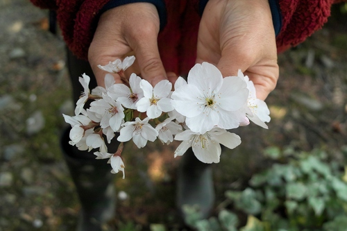 一律10万円・・・お寺の一本桜が見ごろに_d0005250_1793674.jpg