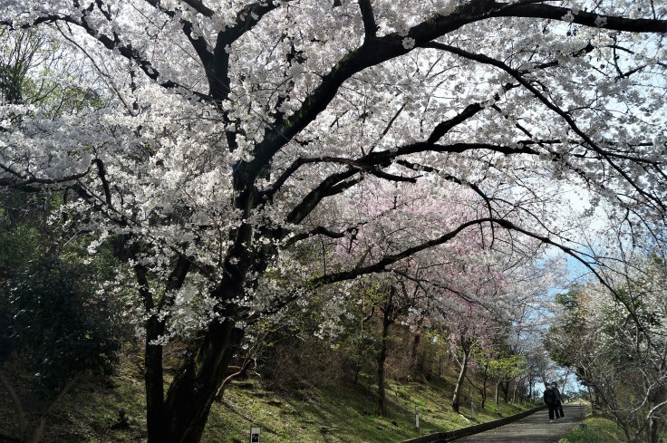 向日市「桜の園」_b0063958_15112208.jpg