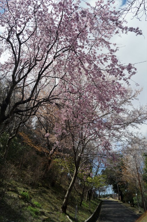 向日市「桜の園」_b0063958_15123713.jpg