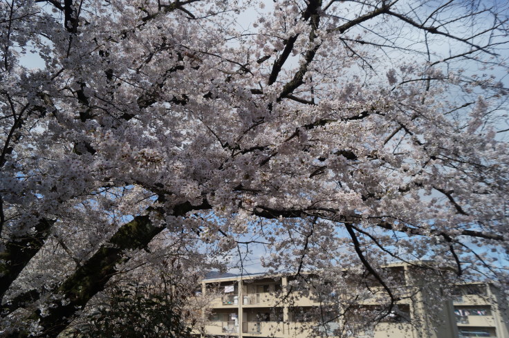 向日市「桜の園」_b0063958_15132916.jpg