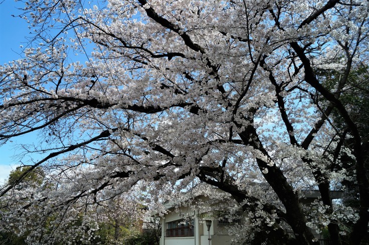 向日市「桜の園」_b0063958_15150680.jpg