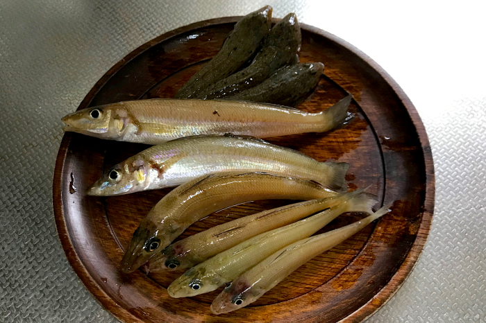 キス釣り_e0158261_18343968.jpeg