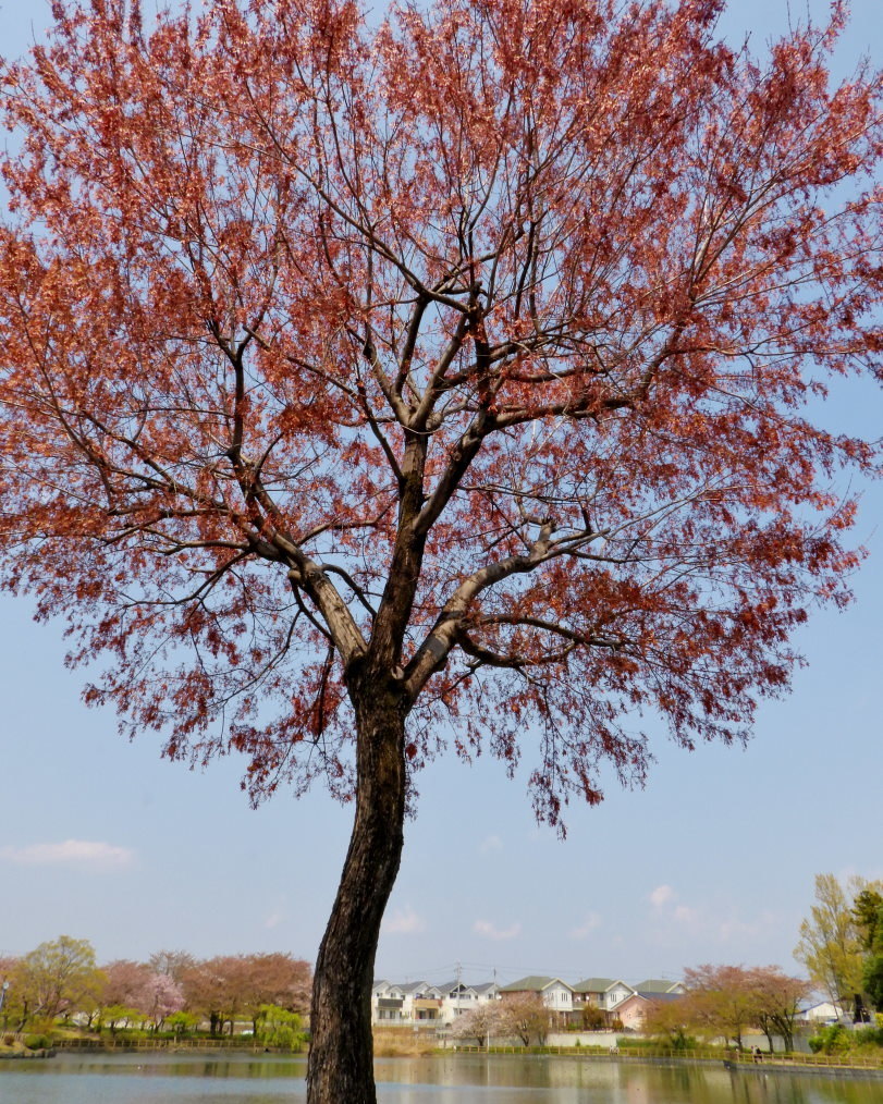 三ツ寺公園で カモ・樹・タカ など_c0305565_17285411.jpg