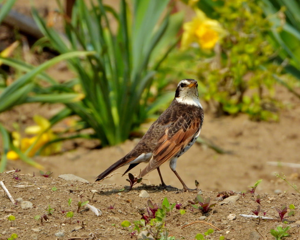 三ツ寺公園で カモ・樹・タカ など_c0305565_17295423.jpg
