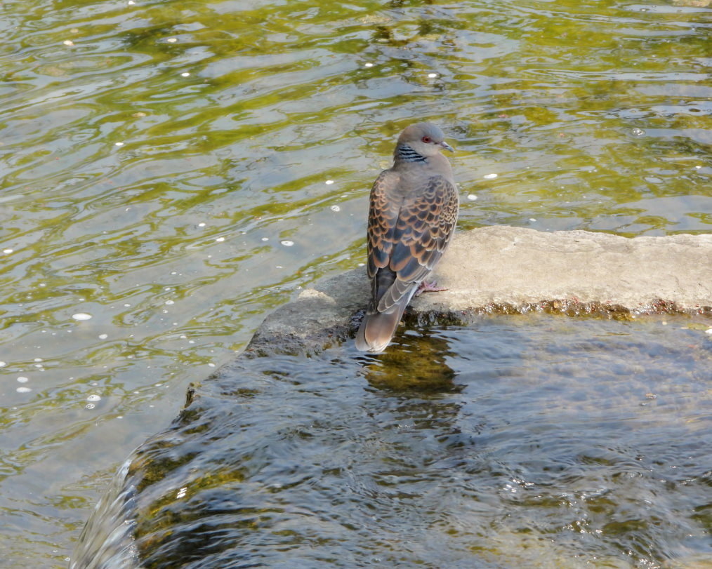 三ツ寺公園で カモ・樹・タカ など_c0305565_17301303.jpg