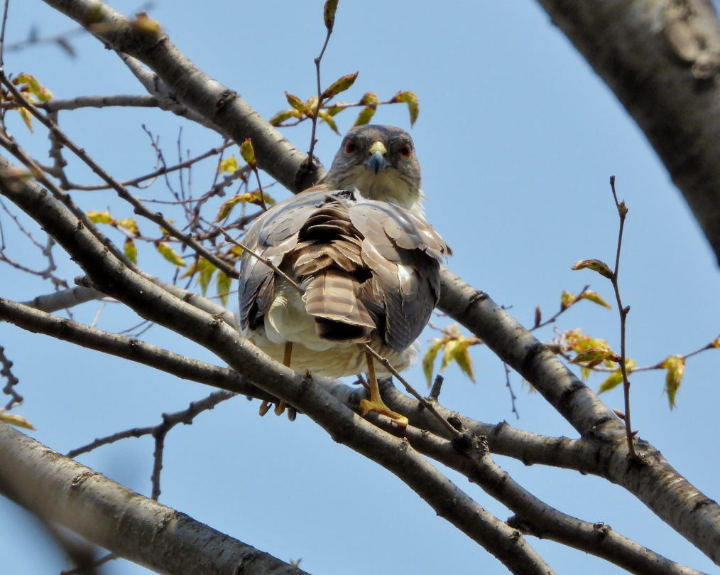三ツ寺公園で カモ・樹・タカ など_c0305565_17313700.jpg