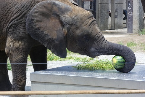 動物たちはいつも私を笑わせ癒してくれます_e0272869_15060009.jpg