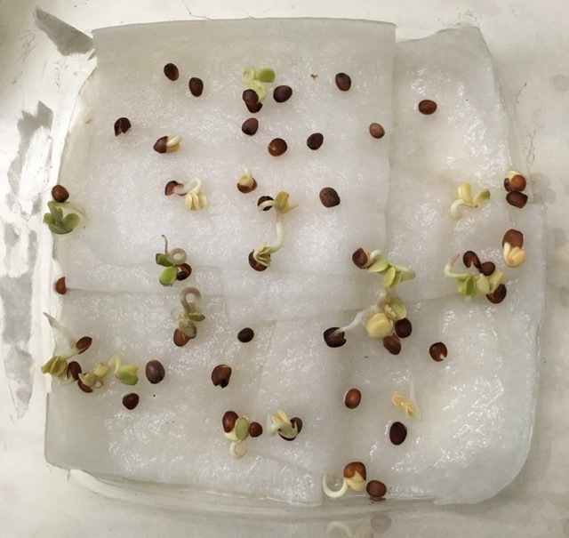 野菜を種から育てる_e0350971_13242390.jpg