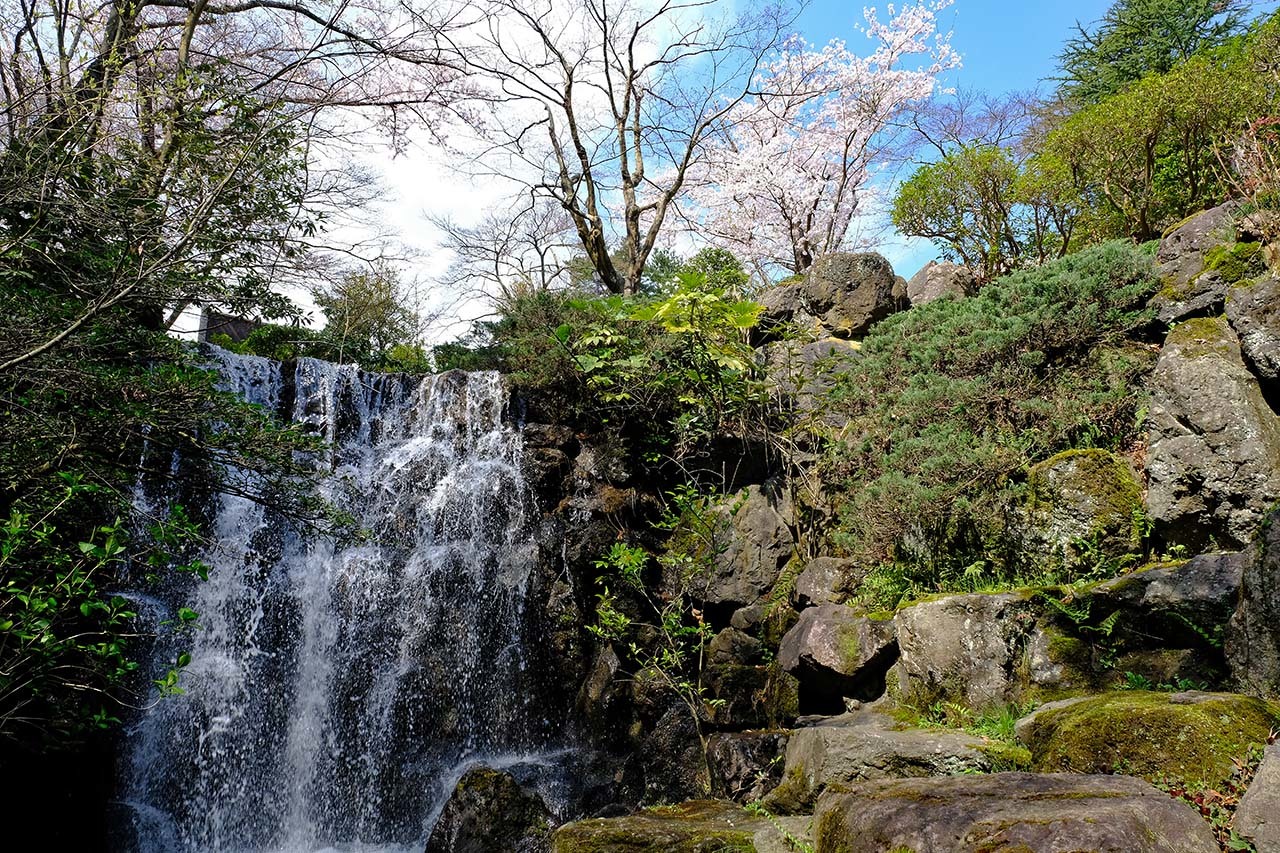 桜 赤坂山公園 くろちゃんの写真 桜 赤坂山公園 くろちゃんの写真