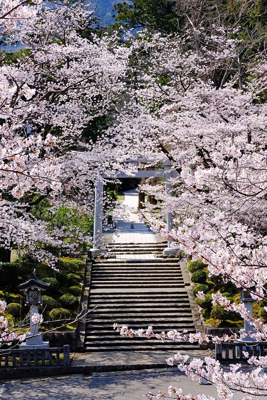 桜 弥彦神社 くろちゃんの写真