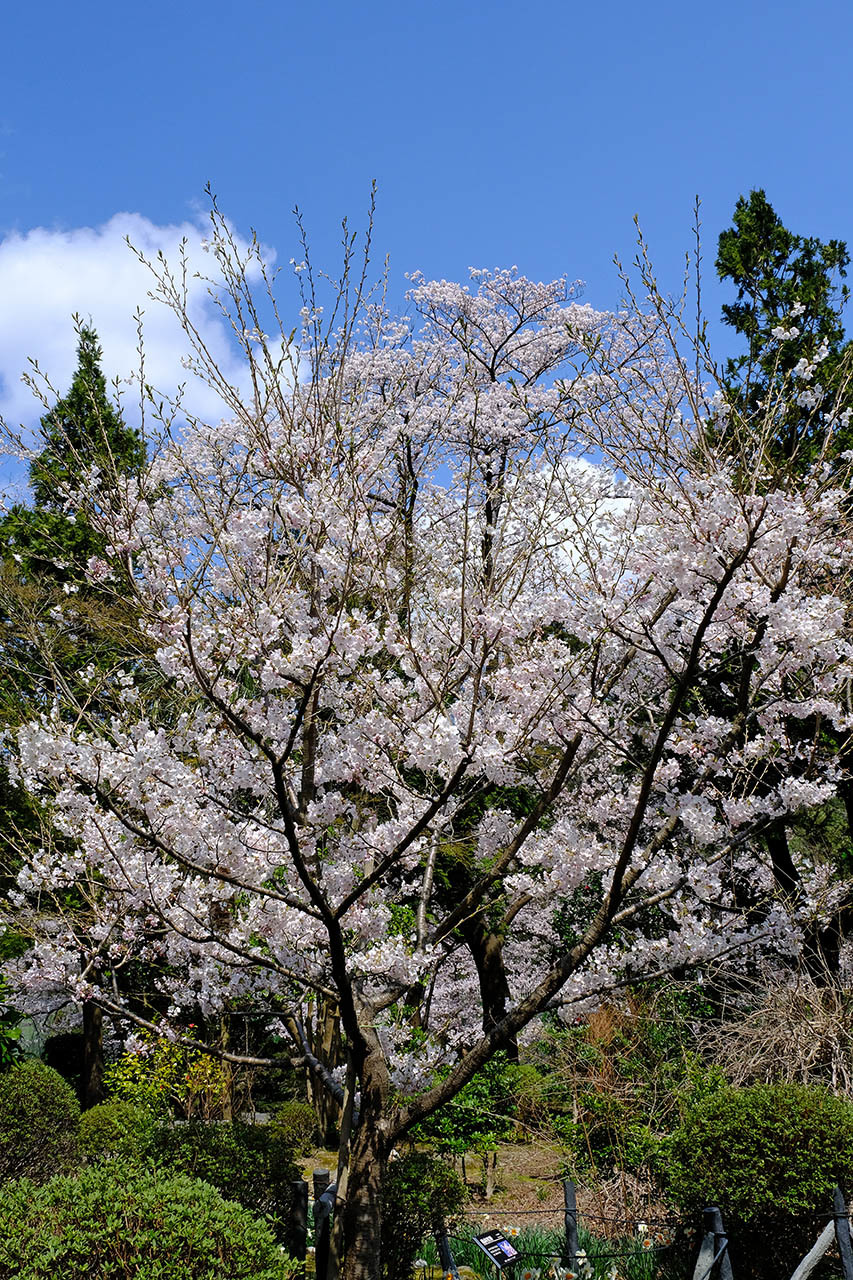 桜２ 弥彦神社 くろちゃんの写真