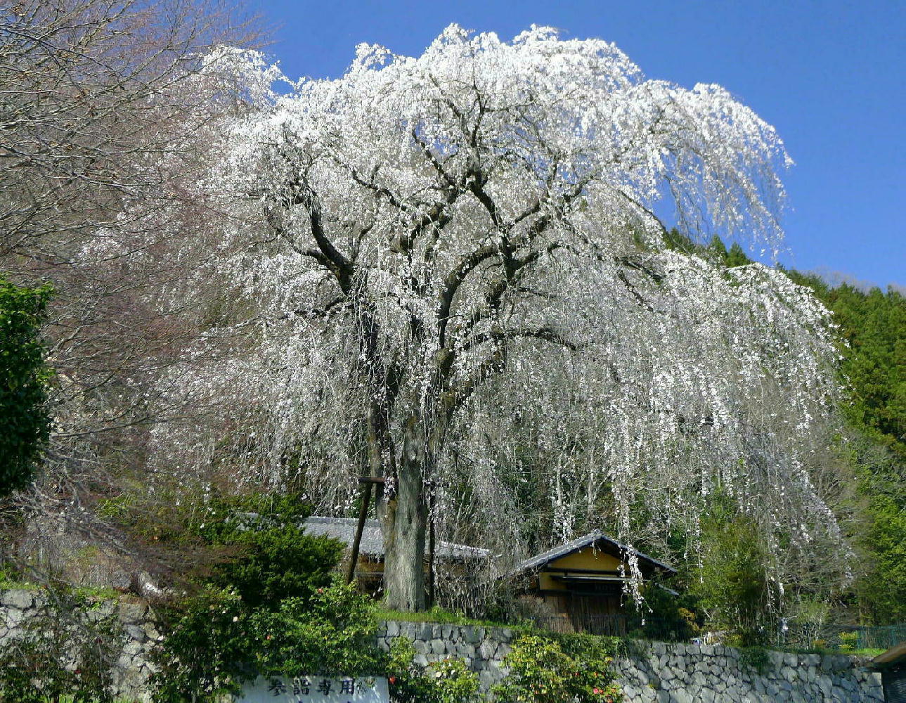 浄福寺の桜_a0120774_23542311.jpg