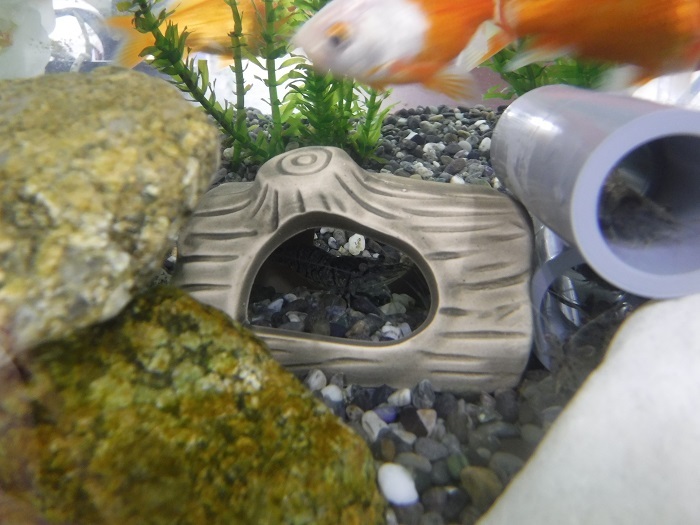 地エビと金魚 共存への道は ハッチャンの 大阪大正区で沖縄三昧 地エビと金魚 共存への道は ハッチャンの 大阪大正区で沖縄三昧