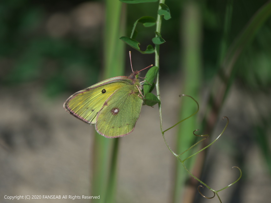 黄色型モンキチョウ♀（4月中旬）_f0090680_16222311.jpg