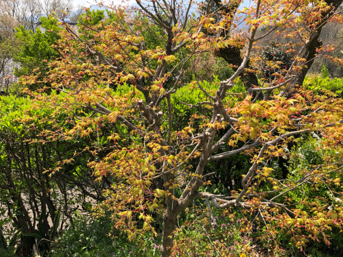 かいどうの花、ウコンの花、もくれんの赤。柿の新芽、さまざまな花が、木の芽&#127793;が一斉に息吹き出しました日野春です_d0338282_20312430.jpg