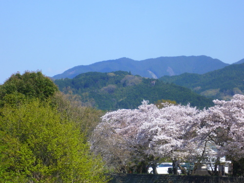 織名古屋帯 ”唐花文” <工芸帯地 洛風林の帯>_d0159384_17054089.jpg