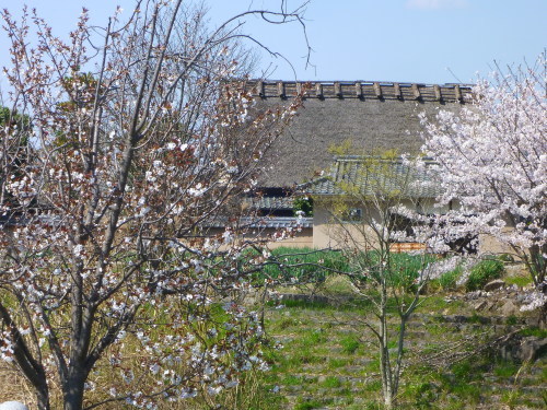 織名古屋帯 ”唐花文” <工芸帯地 洛風林の帯>_d0159384_17054852.jpg