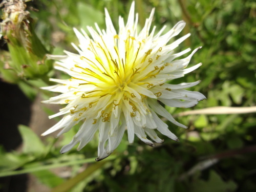 織名古屋帯 ”唐花文” <工芸帯地 洛風林の帯>_d0159384_17065499.jpg