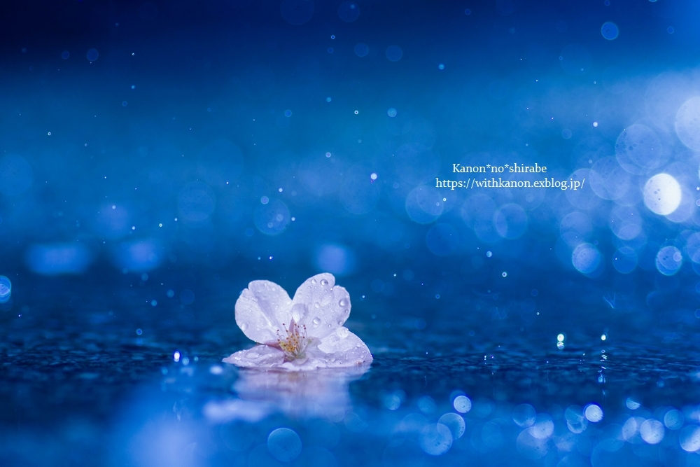 桜雨 花音の調べ 桜雨 花音の調べ