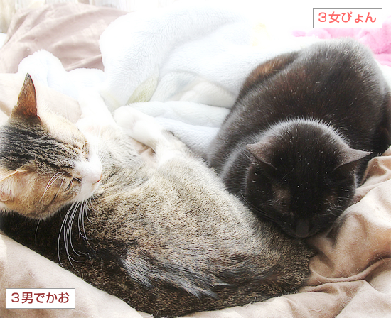 まめが遺してくれたもの_a0389088_16483627.jpg