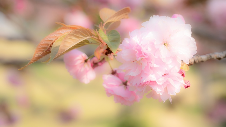 八重桜の季節_d0353489_18420127.jpg