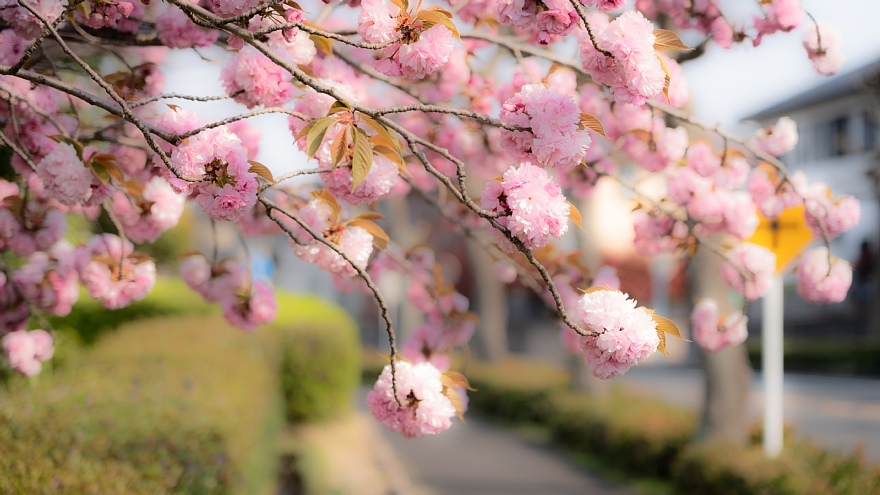 八重桜の季節_d0353489_18421524.jpg
