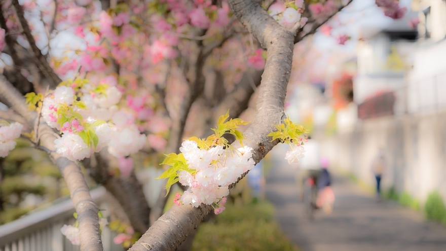 八重桜の季節_d0353489_18435107.jpg