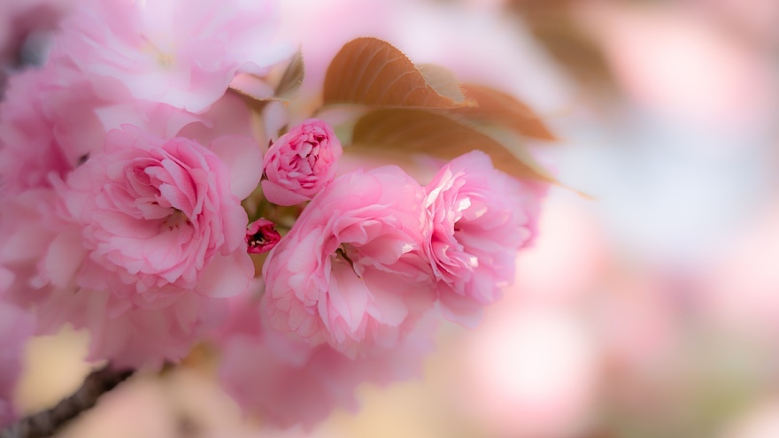 八重桜の季節_d0353489_18435787.jpg