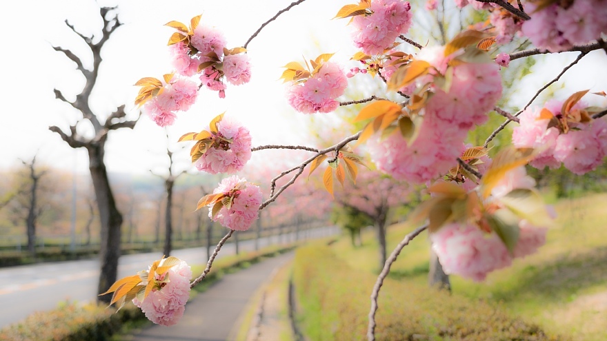八重桜の季節_d0353489_18441645.jpg