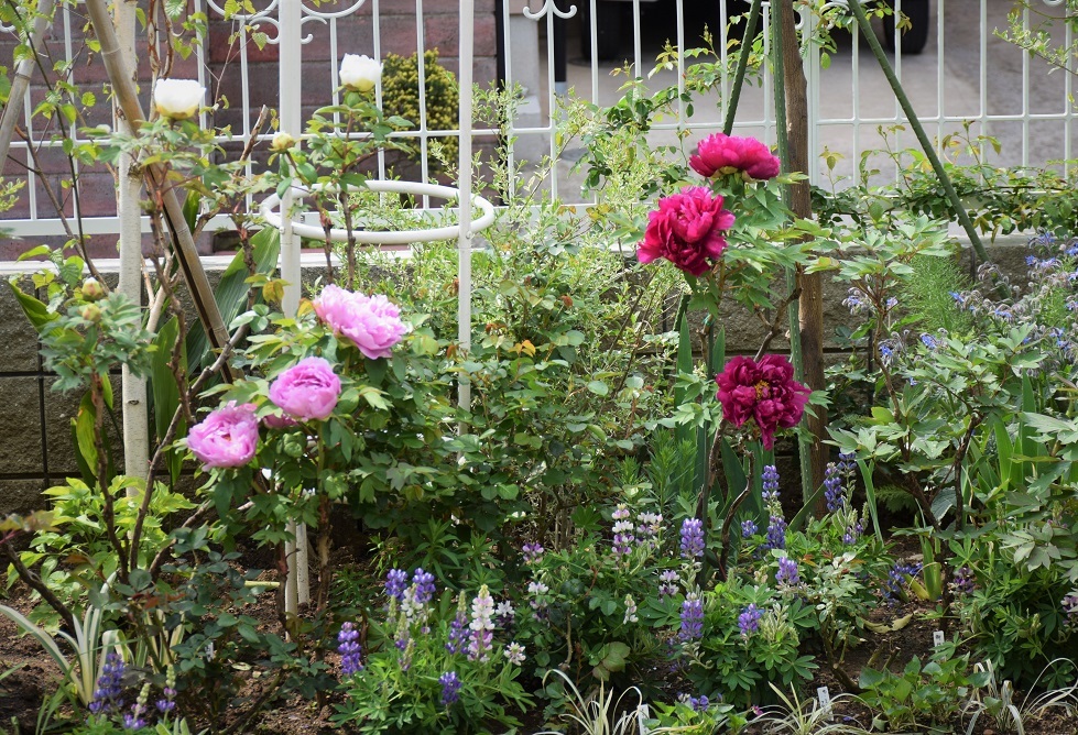 牡丹の香りに包まれて バラとハーブのある暮らし Salon De Roses