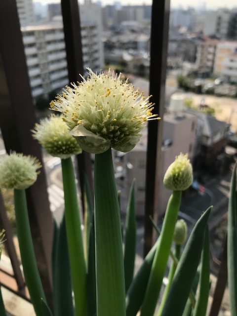 ベランダのイチゴ_f0204295_15192110.jpg