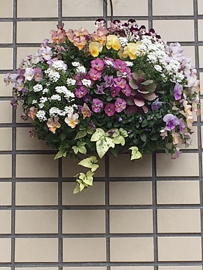 小さい庭&ハート形ビオラのハンギング_d0046702_07270405.jpg