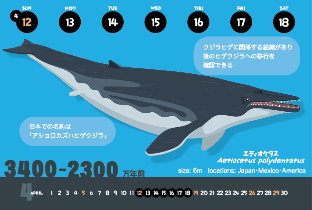 エティオケタス_f0292806_16262421.jpg