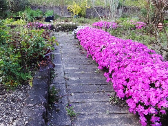 芝桜 To タピアン だんご虫の花 芝桜 To タピアン だんご虫の花